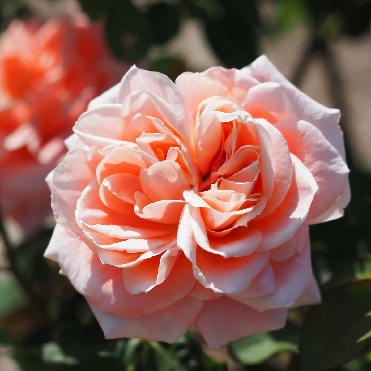 Rosa en tonos durazno, detalle floral del spa